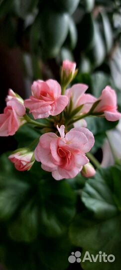 Пеларгония Antique Rose