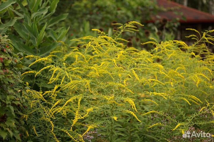 Многолетние растения и злаки для сада