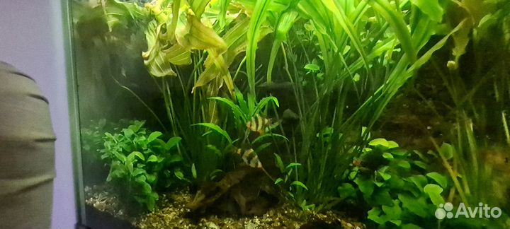 Аквариум