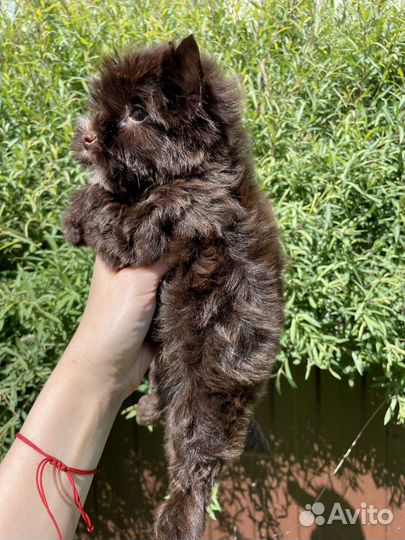 Шоколадный мини йорк