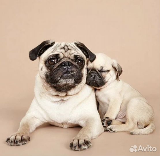 Мальчик мопс ищет порядочную девочку