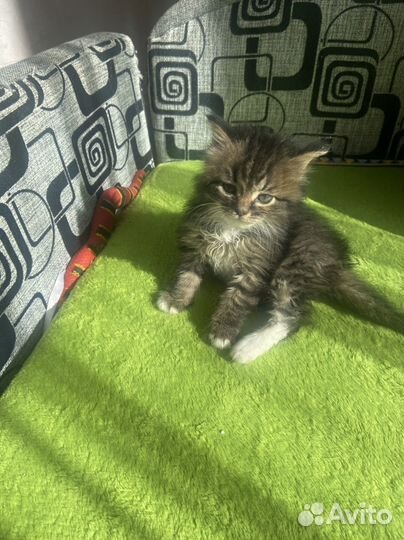 Отдам котенка в добрые руки