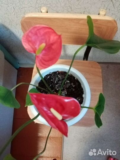 Антуриум мужское счастье