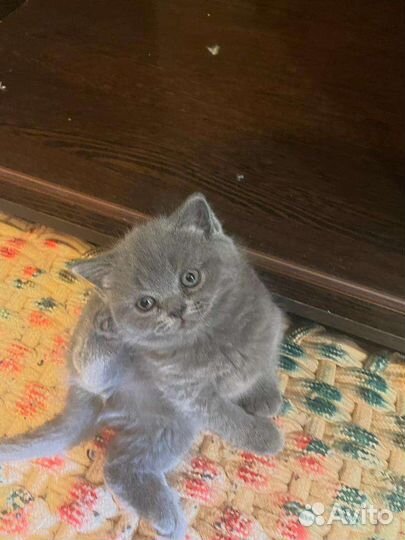 Британские котята