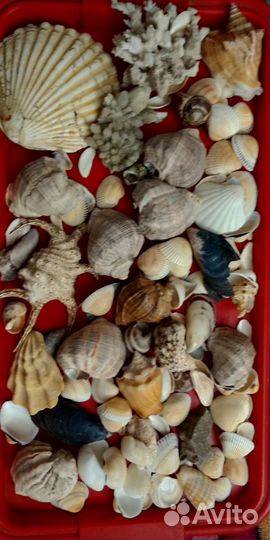 Ракушки для аквариума