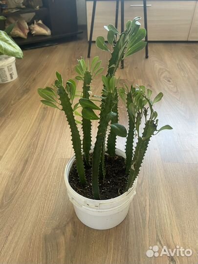 Комнатные растения цветы продам