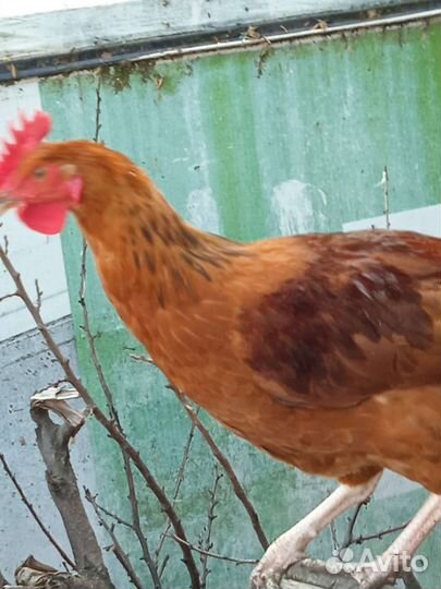 Молодые петухи