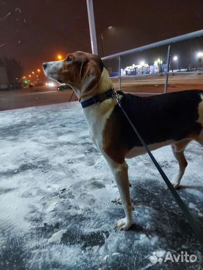 Вязка Эстонская гончая