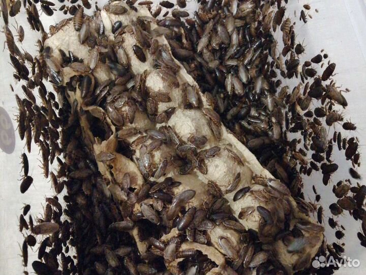 Мраморные тараканы