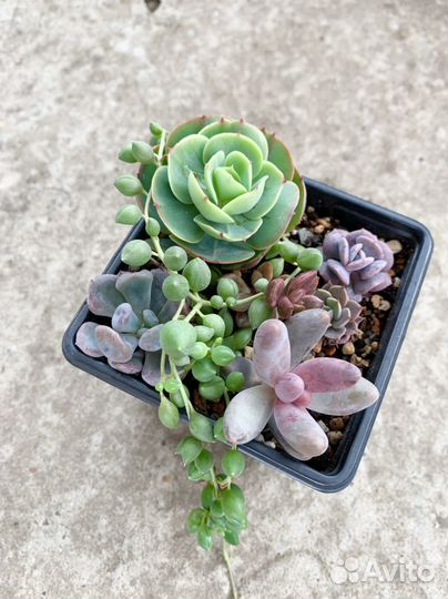 Суккуленты (набор)