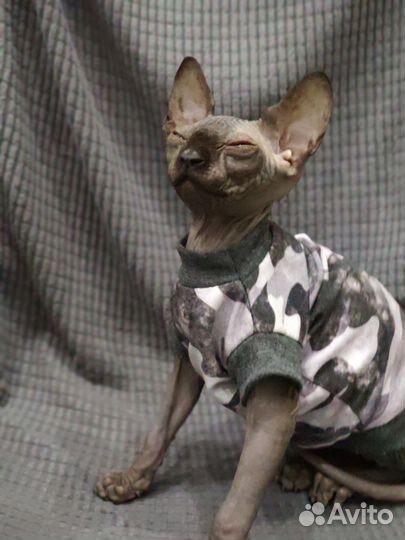 Одежда для сфинкса