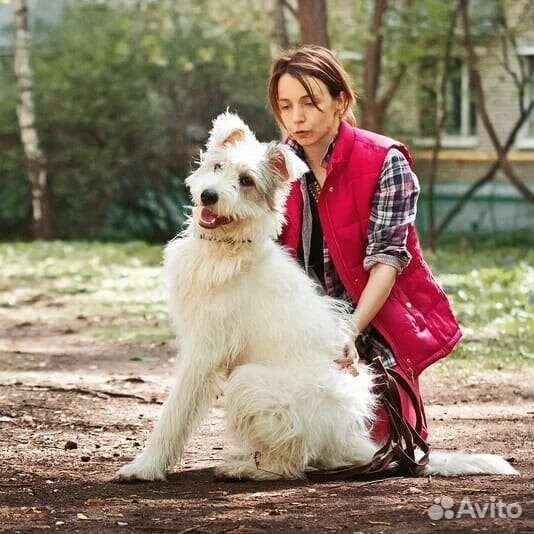 Шикарный пёс Бест ищет дом