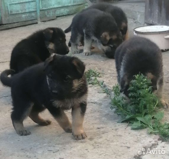 Щенки немецкой овчарки