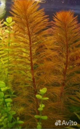 Аквариумные растения, улитки, креветки