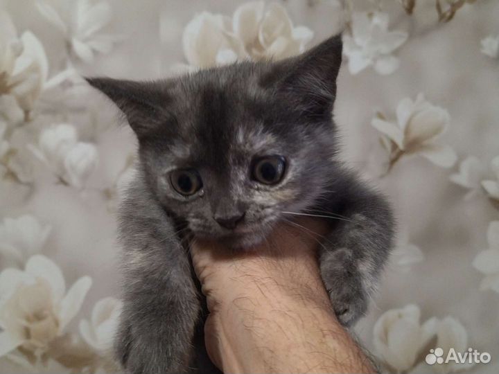 Шотландский котёнок прямоухий