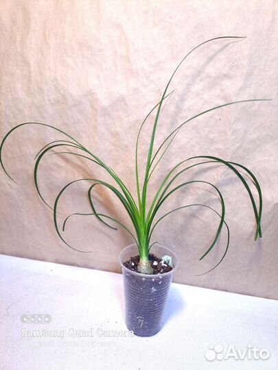 Комнатные растения, доставка (09.08)