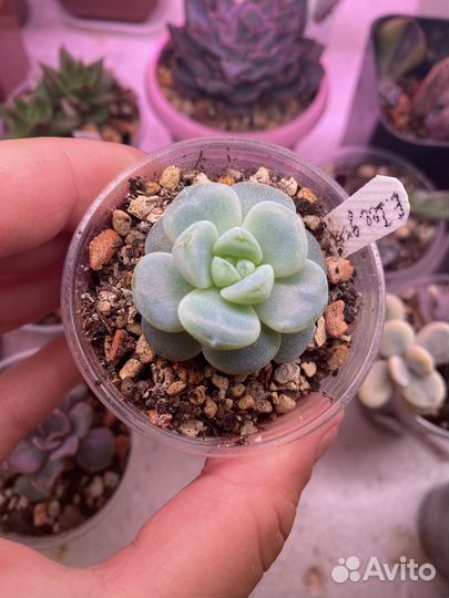 Суккуленты эхеверия 4