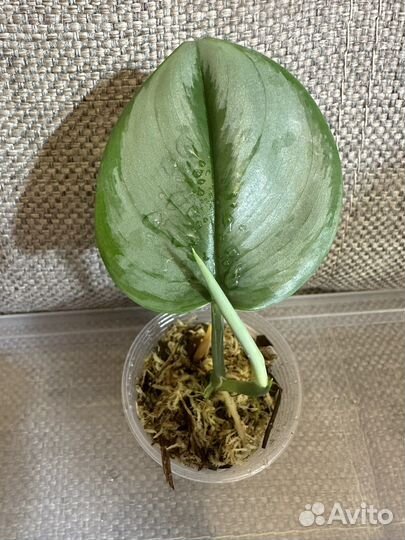 Сциндапсус Мунлайт, Дарк Форм