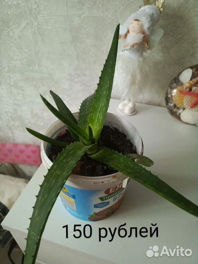 Комнатные цветы алоэ вера