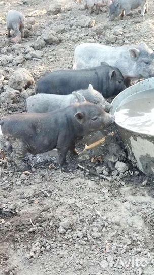 Вьетнамские вислобрюхие поросята 1мес