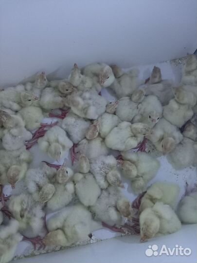 Индюшата хайбрид