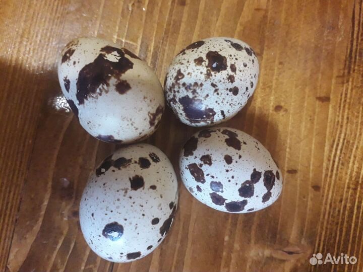 Перепела несушки