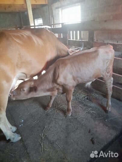 Корова с теленком