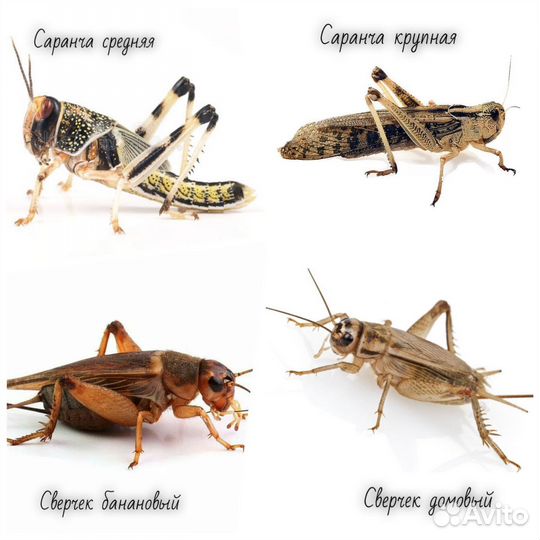 Сверчки,мыши,зофобас