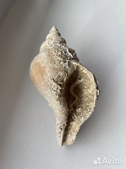 Реликтовая ракушка