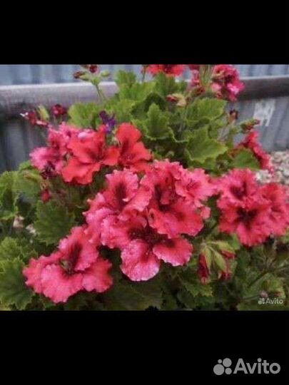 Пеларгония королевская фуксия цвет