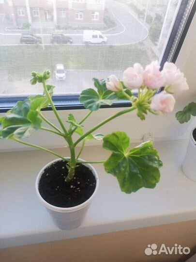 Сортовая тюльпановидная цветущая пеларгония