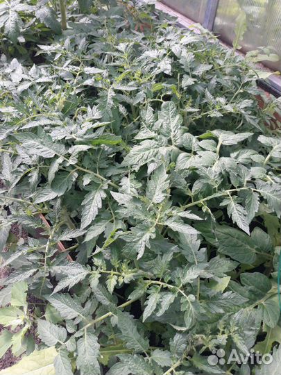 Рассада помидор (томатов)