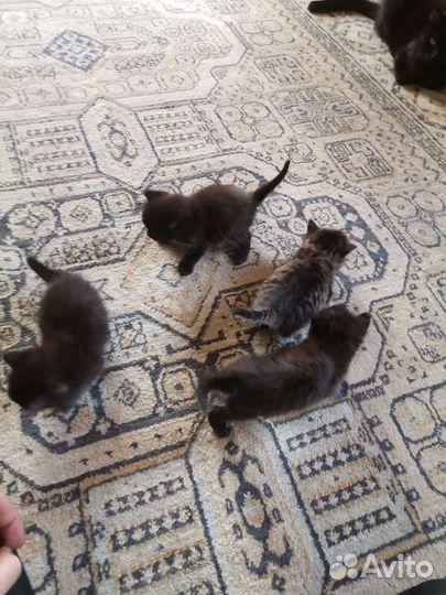 Котята в добрые руки бесплатно