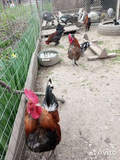 Петушки карликовые, Бентама