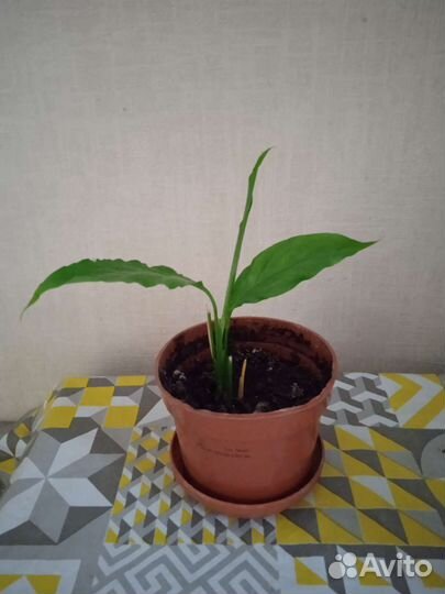 Спатифиллум