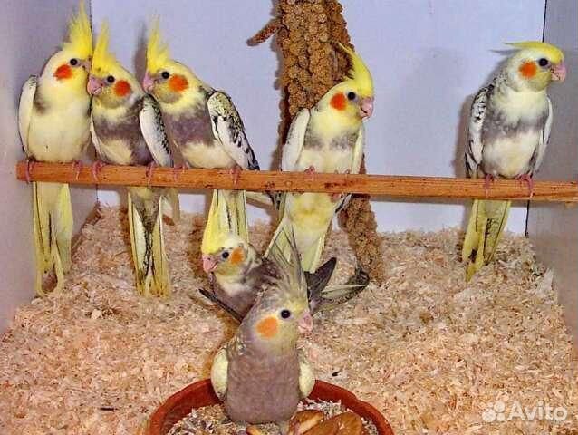 Малыши попугая карелла, большой выбор