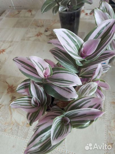 Традесканция