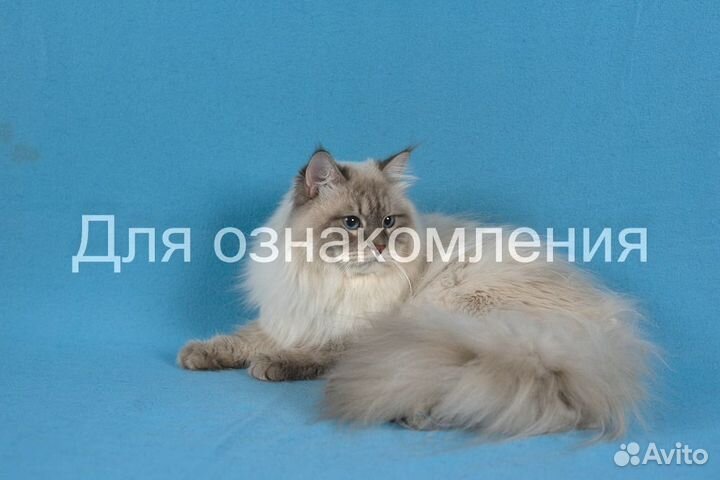Вязка невский маскарадный кот