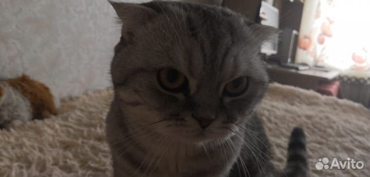 Вислоухий шотландец на вязку