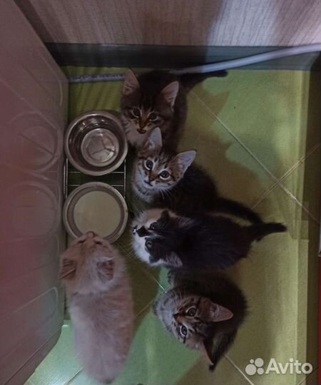 Котенок в дар бесплатно