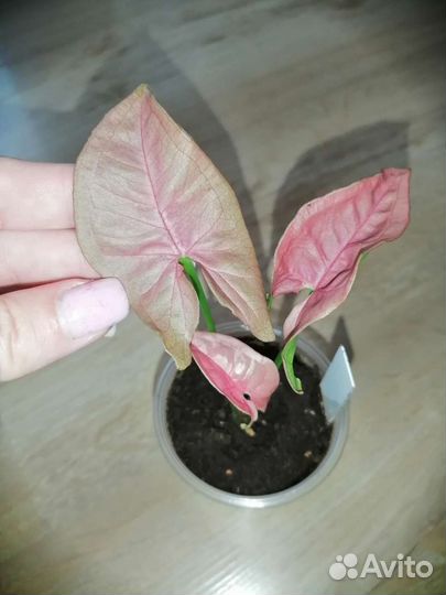 Сингониум, Хоя