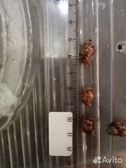 Улитки ахатины