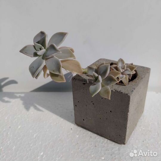 Кактусы и суккуленты а бетонных горшках