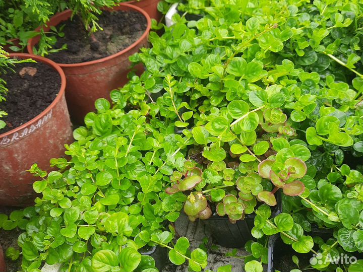 Вербейник монетчатый