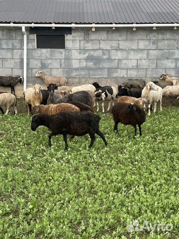 Овцы,матки,барашки,есть курдючные,большой выбор объявление продам