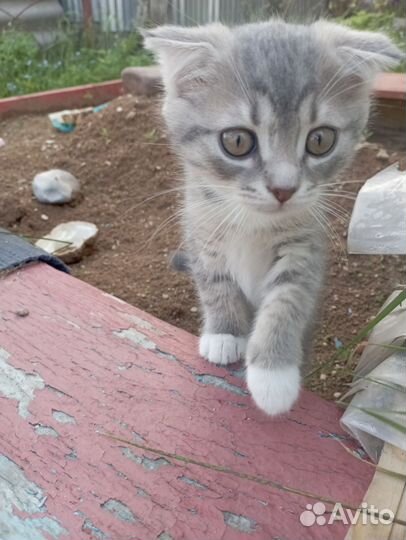 Отдам вислоухого котенка