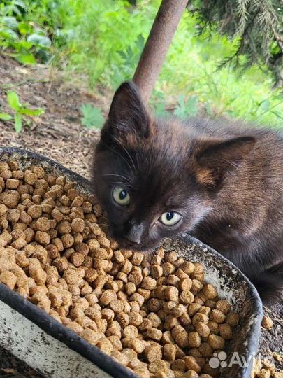 Котята в добрые руки бесплатно