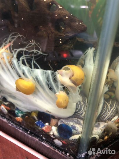 Улитки,аквариумные ампулярии