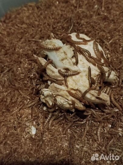 Готовый бизнес - Ферма кормовых насекомых