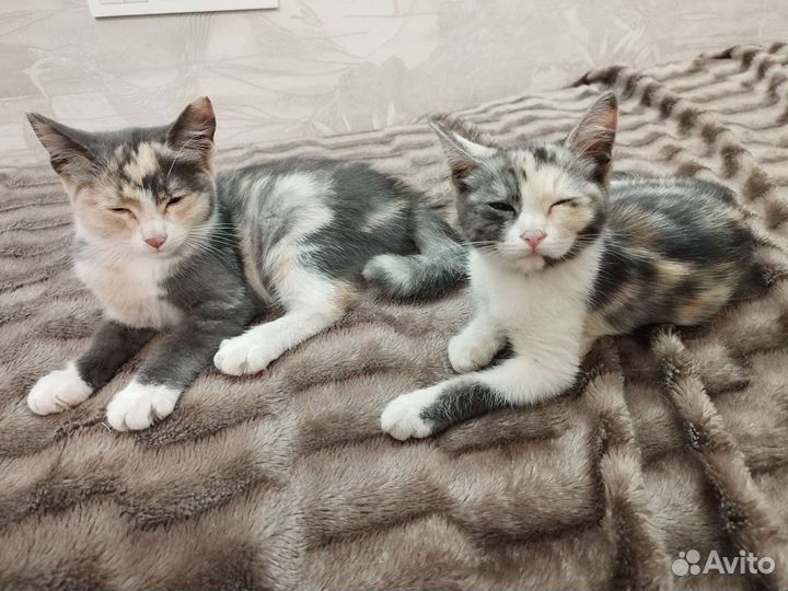 Котята девочки в добрые руки